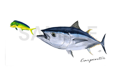 Carpenter Stickers Bluefin Tuna chasing Mahi Mahi